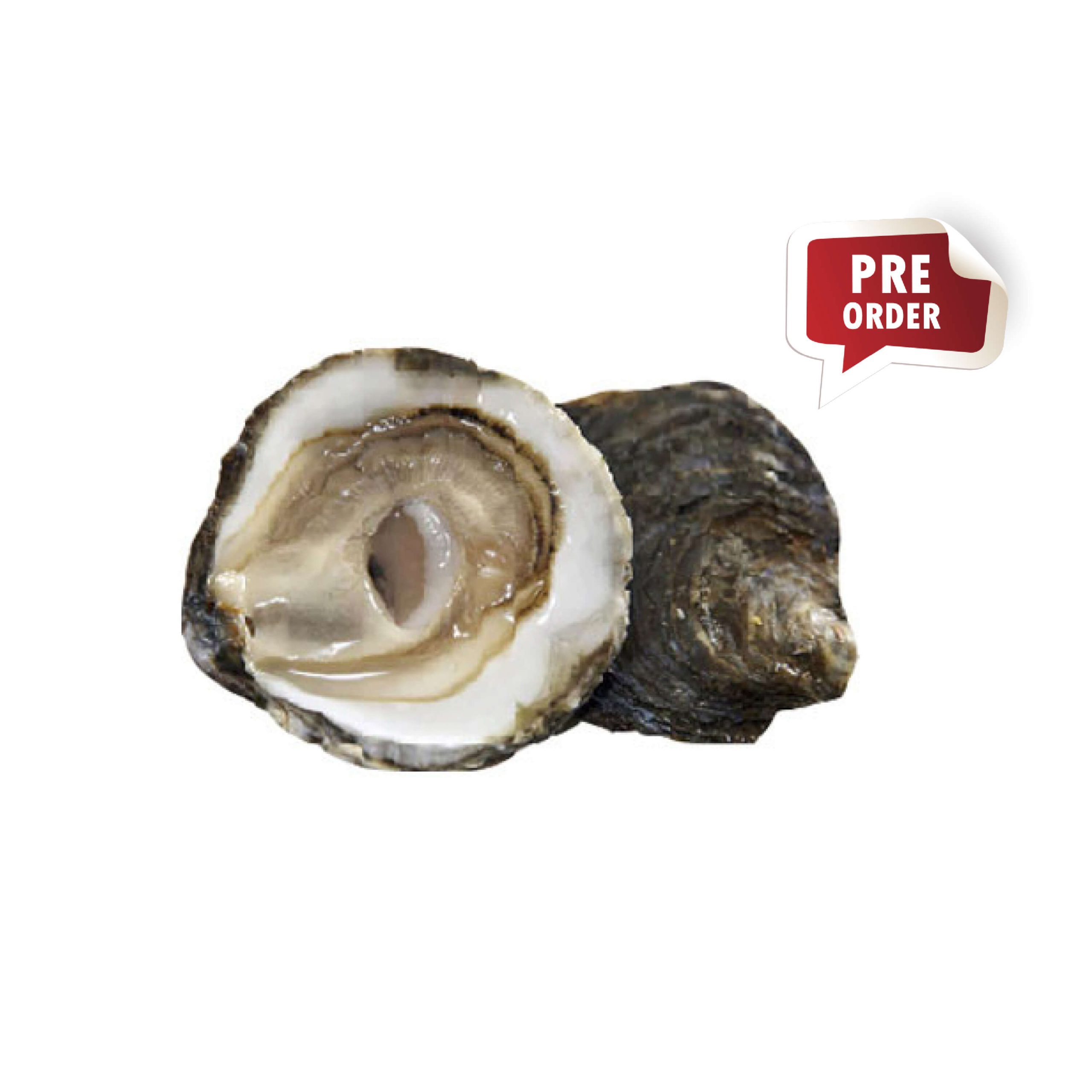 Belon Oyster N0000-N5